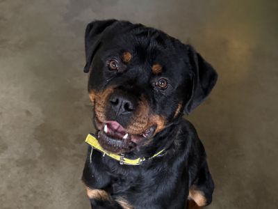 Hamilton | Rottweiler | Basildon (Essex) - 1