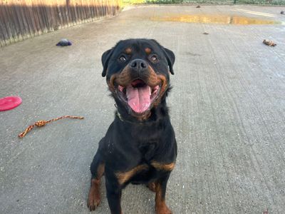 Hamilton | Rottweiler | Basildon (Essex) - 3