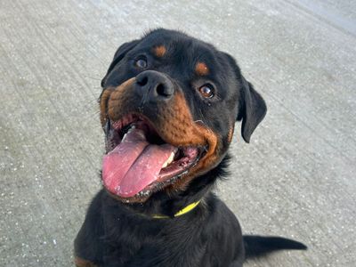 Hamilton, a 2 years old male Rottweiler available for adoption from Dogs Trust in Basildon, Essex