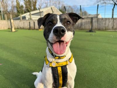 Glinda | Terrier (Staffordshire Bull) Cross | Glasgow - 3