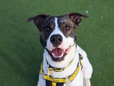 Glinda | Terrier (Staffordshire Bull) Cross | Glasgow - 5