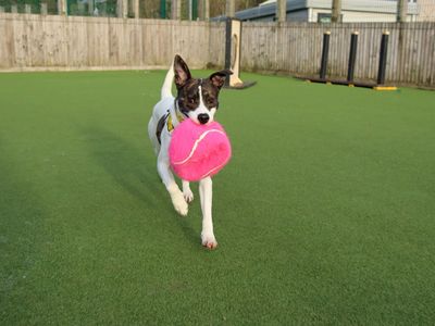 Glinda | Terrier (Staffordshire Bull) Cross | Glasgow - 5
