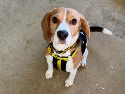 Milk | Beagle | Snetterton (Norfolk) - 3