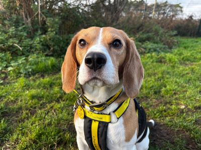 Milk | Beagle | Snetterton (Norfolk) - 2