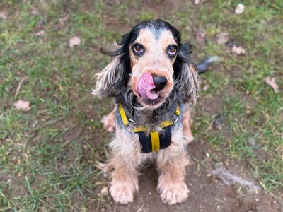 Indie | Spaniel (Cocker) | Snetterton (Norfolk) - 2