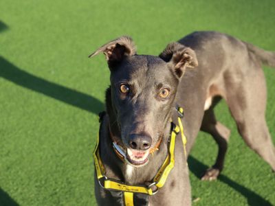 Benji | Greyhound | Glasgow - 3