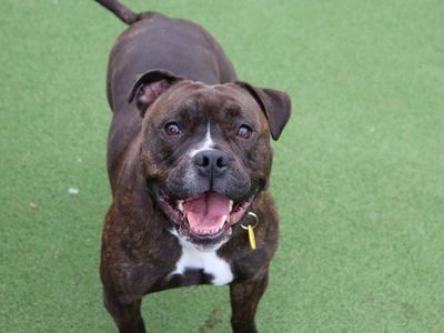 Joey | Terrier (Staffordshire Bull) | Glasgow - 3