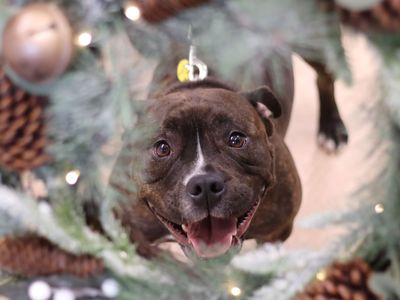 Joey | Terrier (Staffordshire Bull) | Glasgow - 1