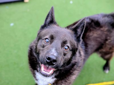 Stitch | Siberian Husky Cross | Cardiff - 2