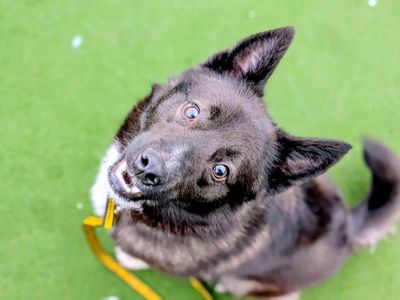 Stitch | Siberian Husky Cross | Cardiff - 3