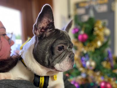 Brie | French Bulldog | Cumbria - 3