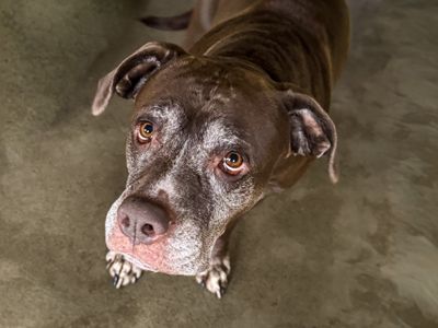 Layla | Terrier (Staffordshire Bull) Cross | Basildon (Essex) - 5