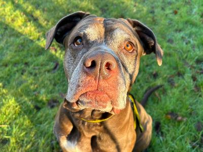 Layla | Mastiff Cross | Basildon (Essex) - 5