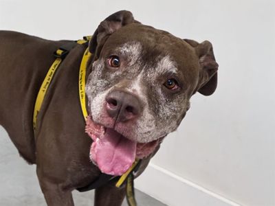 Layla | Terrier (Staffordshire Bull) Cross | Basildon (Essex) - 3