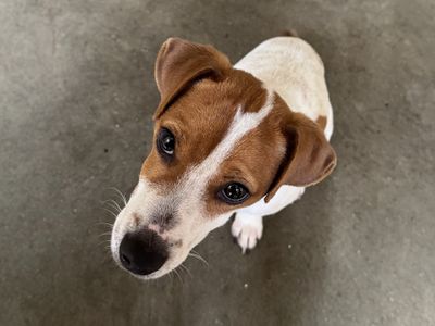 Max | Terrier (Jack Russell) | Basildon (Essex) - 2