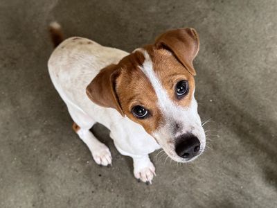 Max | Terrier (Jack Russell) | Basildon (Essex) - 3