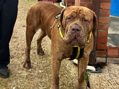 Rufus, a 4 years old male Dogue de Bordeaux available for adoption from Dogs Trust in Snetterton, Norfolk
