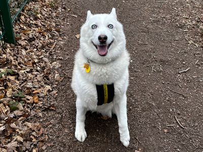 Mischa | Siberian Husky | Canterbury - 1