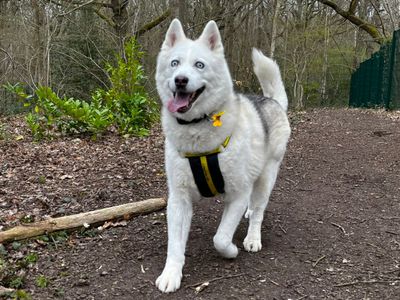 Mischa | Siberian Husky | Canterbury - 3