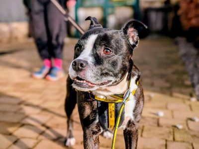 Bron | Terrier (Staffordshire Bull) | Cardiff - 1