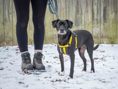 Jess | Spaniel (English Springer) Cross | Loughborough - 2