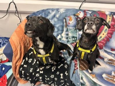 Jess | Spaniel (English Springer) Cross | Loughborough - 3