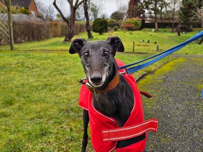 Tippy | Greyhound | Evesham (Worcestershire) - 2