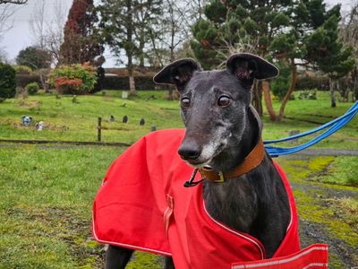 Tippy | Greyhound | Evesham (Worcestershire) - 3
