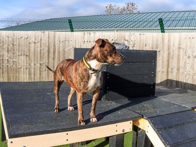 Holly | Terrier (Staffordshire Bull) Cross | Evesham (Worcestershire) - 3