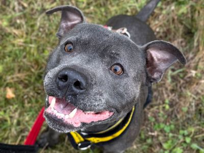 Reggie | Terrier (Staffordshire Bull) | Shrewsbury (Shropshire) - 3