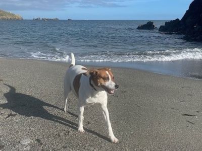 Zara | Crossbreed | Ilfracombe - 5