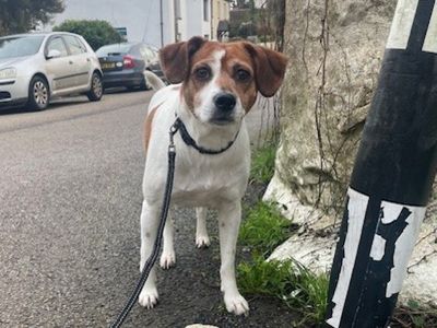 Zara | Crossbreed | Ilfracombe - 3