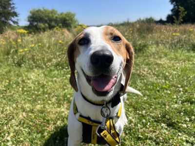 Evie, a 3 years old female Foxhound available for adoption from Dogs Trust in Northern Ireland