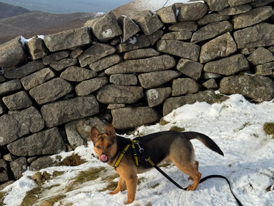 Dingo | Crossbreed | Ballymena (Northern Ireland) - 3