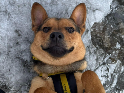 Dingo | Crossbreed | Ballymena (Northern Ireland) - 5