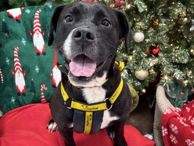 Mary | Retriever (Labrador) Cross | Ballymena (Northern Ireland) - 3