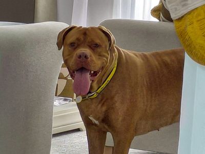 Zola | Dogue De Bordeaux | Basildon (Essex) - 1