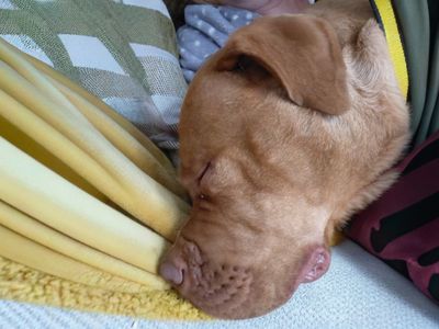 Zola | Dogue De Bordeaux | Basildon (Essex) - 3