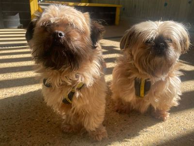 Chloe | Shih Tzu | Snetterton (Norfolk) - 5