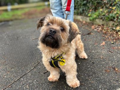 Little Eddie | Shih Tzu | Snetterton (Norfolk) - 3