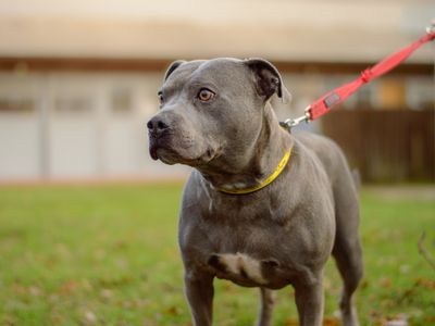 Kevin | Terrier (Staffordshire Bull) | Kenilworth (West Midlands) - 2