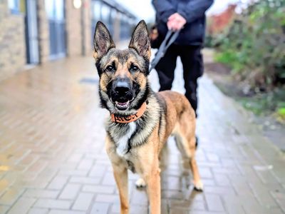 Rex | German Shepherd Dog | Cardiff - 3