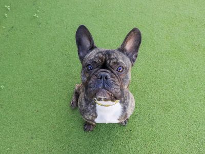 Walter | French Bulldog | Evesham (Worcestershire) - 5