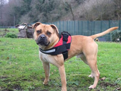 Milo | Terrier (Staffordshire Bull) Cross | Merseyside (Liverpool) - 3