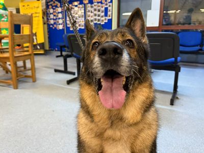 Zara | German Shepherd Dog | Kenilworth (West Midlands) - 1