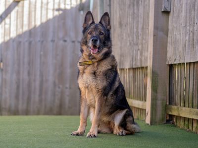 Zara | German Shepherd Dog | Kenilworth (West Midlands) - 5