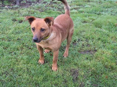 Diego | Terrier (Jack Russell) Cross | Merseyside (Liverpool) - 3