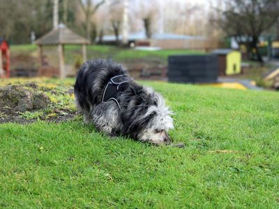 Beenie | Pomeranian Cross | Merseyside (Liverpool) - 3