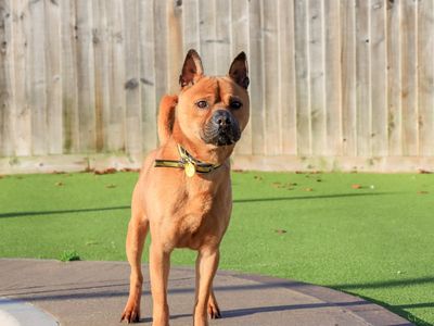 Nutmeg | Crossbreed | Evesham (Worcestershire) - 5