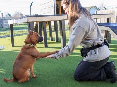 Nutmeg | Crossbreed | Evesham (Worcestershire) - 3